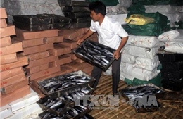 Quảng Trị niêm phong 25 tấn cá nục bị nhiễm chất Phenol